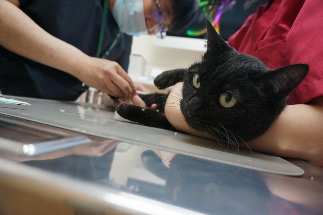 f:id:hiraryo0201:20190601194136j:plain f:id:hiraryo0201:20190601194136j:plain