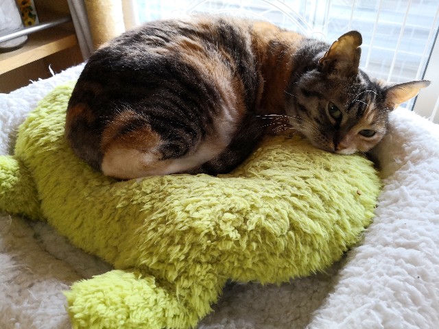 f:id:hiraryo0201:20190602210603j:image