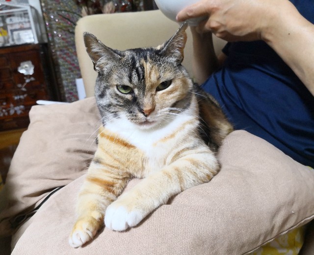 f:id:hiraryo0201:20190608122258j:image f:id:hiraryo0201:20190608122258j:image