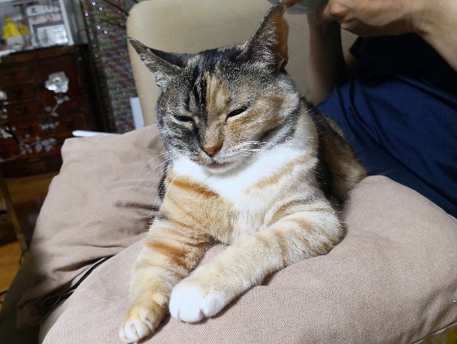 f:id:hiraryo0201:20190608122312j:image f:id:hiraryo0201:20190608122312j:image