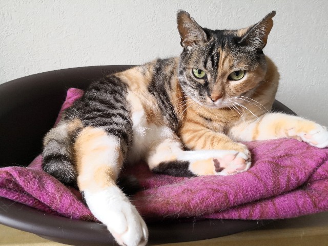 f:id:hiraryo0201:20190608122327j:image f:id:hiraryo0201:20190608122327j:image