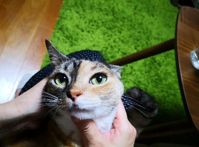 f:id:hiraryo0201:20190608122352j:image f:id:hiraryo0201:20190608122352j:image