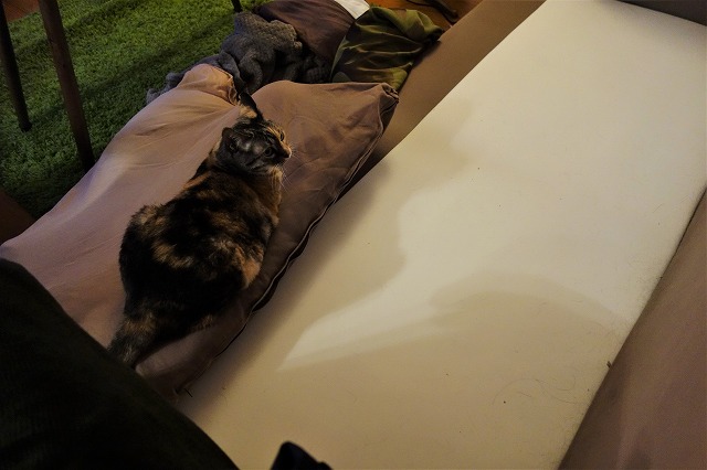 f:id:hiraryo0201:20190608135834j:plain