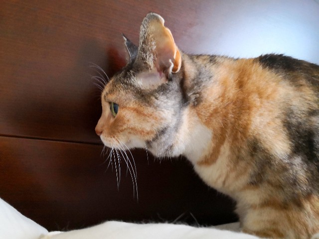 f:id:hiraryo0201:20190609093824j:plain