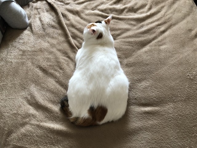 f:id:hiraryo0201:20190614125738j:image f:id:hiraryo0201:20190614125738j:image