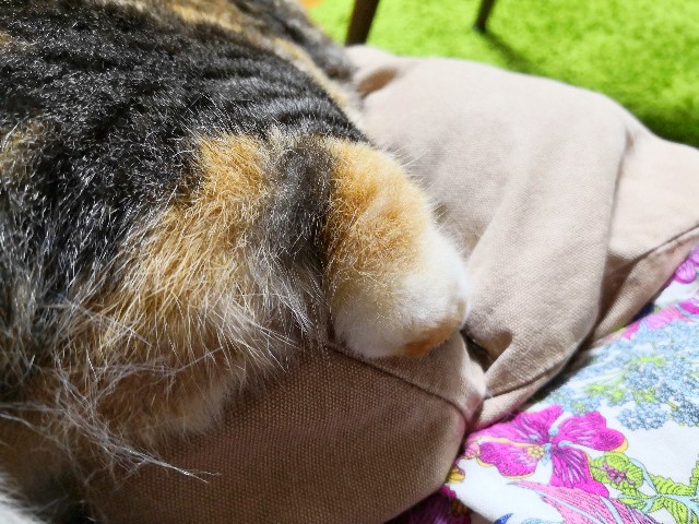 f:id:hiraryo0201:20190616141827j:image