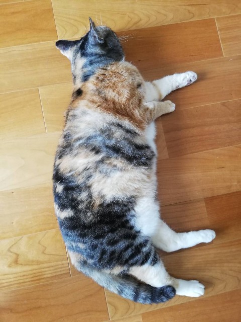 f:id:hiraryo0201:20190622002039j:image