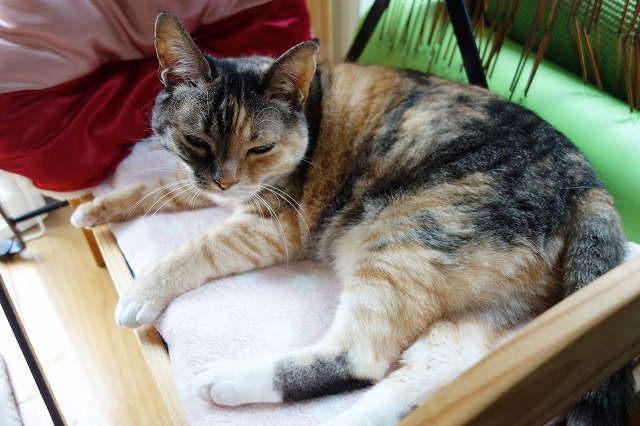 f:id:hiraryo0201:20190622114531j:plain