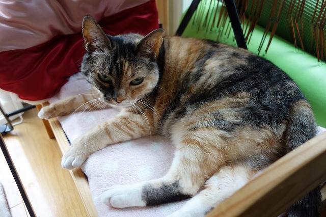 f:id:hiraryo0201:20190622114551j:plain