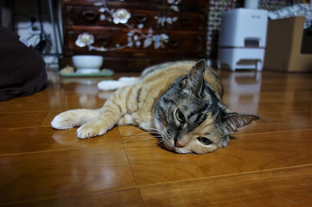 f:id:hiraryo0201:20190622114555j:plain