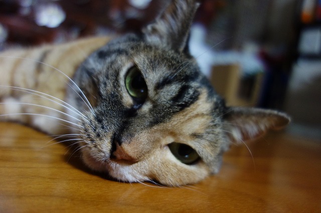 f:id:hiraryo0201:20190622114559j:plain