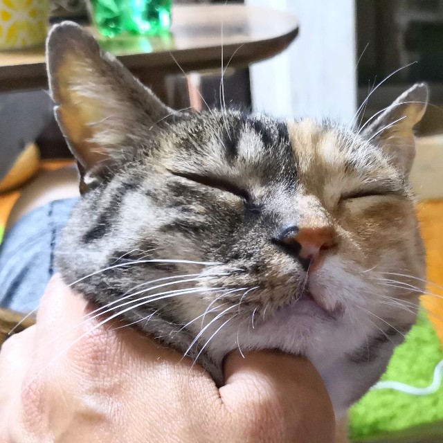 f:id:hiraryo0201:20190622121643j:image