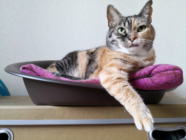 f:id:hiraryo0201:20190622121852j:image