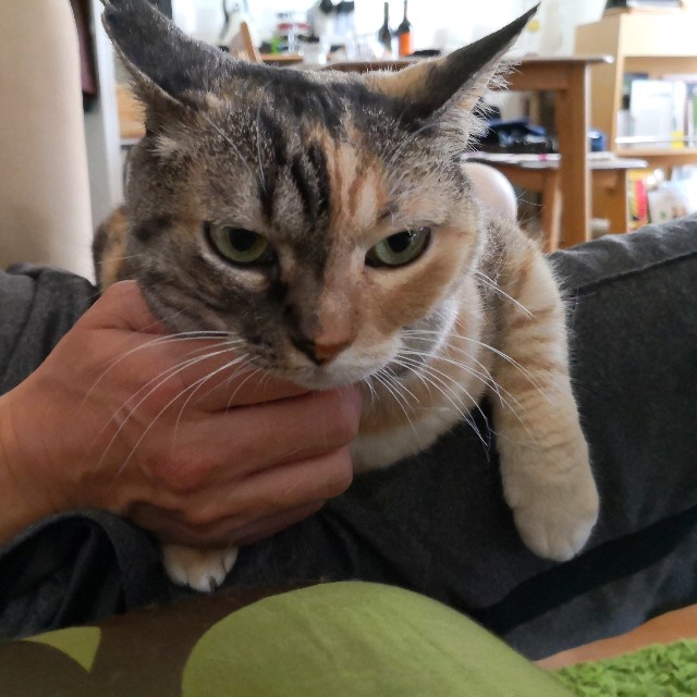 f:id:hiraryo0201:20190623130321j:image f:id:hiraryo0201:20190623130321j:image