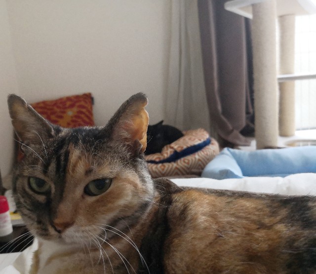 f:id:hiraryo0201:20190623132025j:image f:id:hiraryo0201:20190623132025j:image