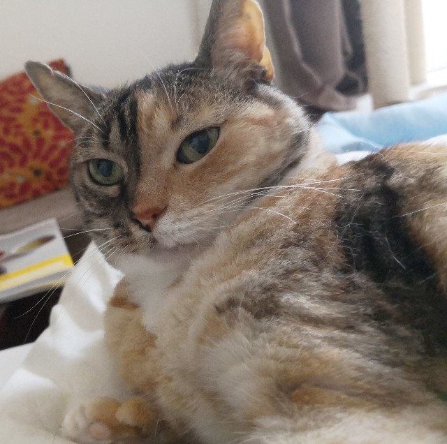 f:id:hiraryo0201:20190623132042j:image f:id:hiraryo0201:20190623132042j:image