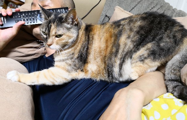 f:id:hiraryo0201:20190625194131j:image