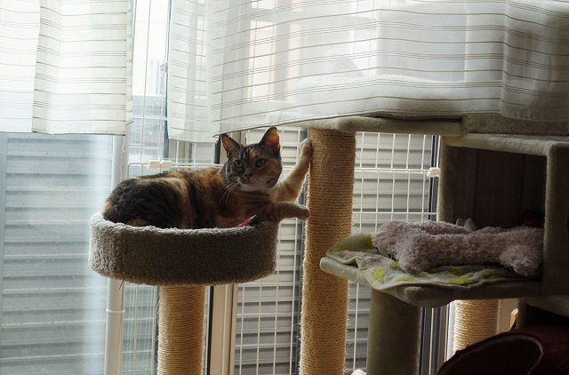 f:id:hiraryo0201:20190628223157j:plain