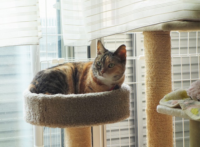 f:id:hiraryo0201:20190628223207j:plain