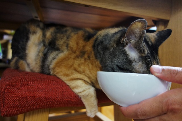 f:id:hiraryo0201:20190628223220j:plain