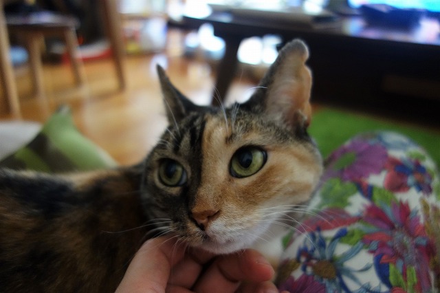 f:id:hiraryo0201:20190628224558j:plain f:id:hiraryo0201:20190628224558j:plain