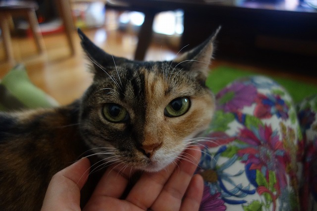 f:id:hiraryo0201:20190628224605j:plain f:id:hiraryo0201:20190628224605j:plain