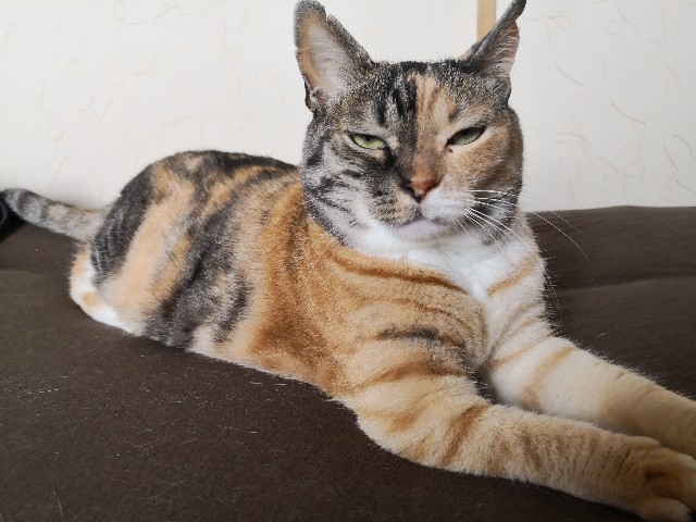 f:id:hiraryo0201:20190628225903j:image f:id:hiraryo0201:20190628225903j:image