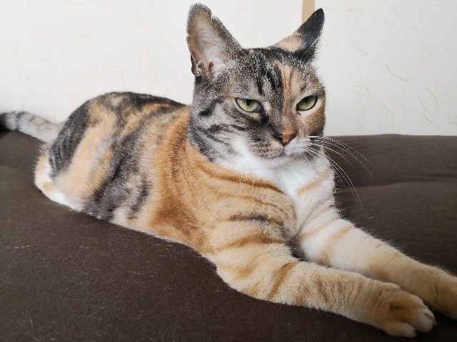 f:id:hiraryo0201:20190628225911j:image f:id:hiraryo0201:20190628225911j:image