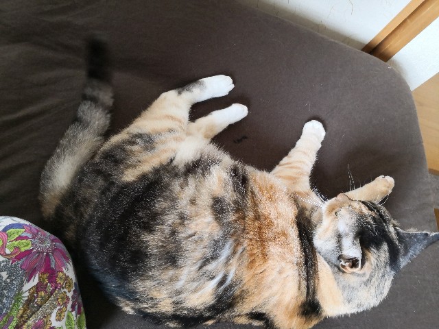 f:id:hiraryo0201:20190628225920j:image f:id:hiraryo0201:20190628225920j:image