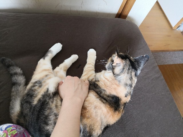 f:id:hiraryo0201:20190628225934j:image f:id:hiraryo0201:20190628225934j:image