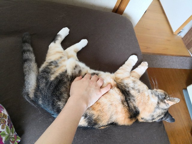 f:id:hiraryo0201:20190628225955j:image f:id:hiraryo0201:20190628225955j:image