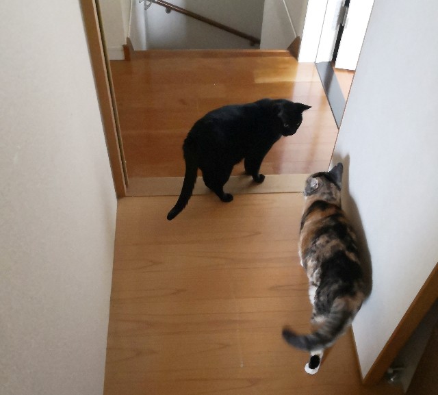 f:id:hiraryo0201:20190628230003j:image f:id:hiraryo0201:20190628230003j:image