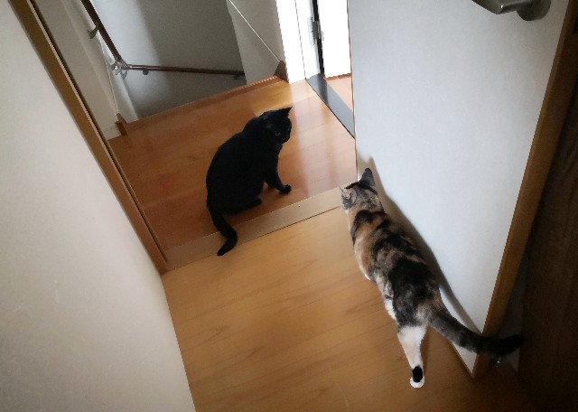 f:id:hiraryo0201:20190628230010j:image f:id:hiraryo0201:20190628230010j:image