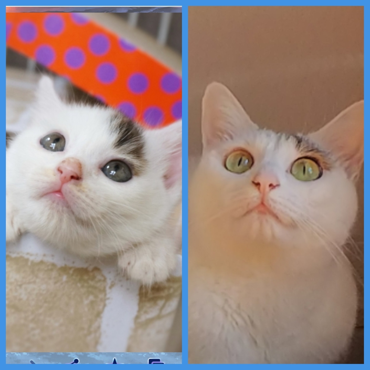 f:id:hiraryo0201:20190629075013j:plain f:id:hiraryo0201:20190629075013j:plain