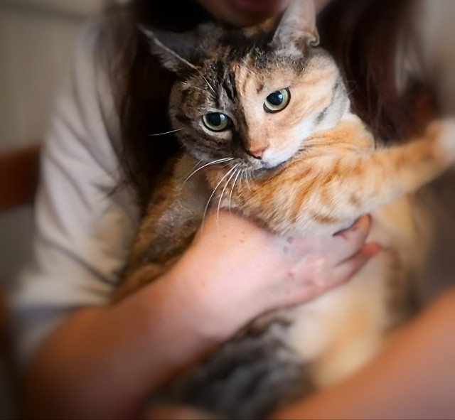 f:id:hiraryo0201:20190629213610j:image f:id:hiraryo0201:20190629213610j:image