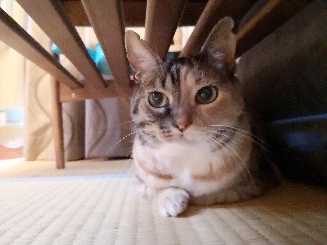 f:id:hiraryo0201:20190629213656j:image f:id:hiraryo0201:20190629213656j:image