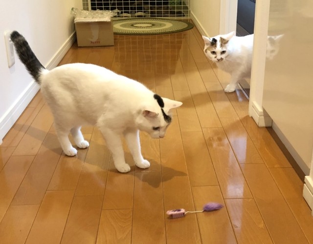 f:id:hiraryo0201:20190630212402j:image f:id:hiraryo0201:20190630212402j:image