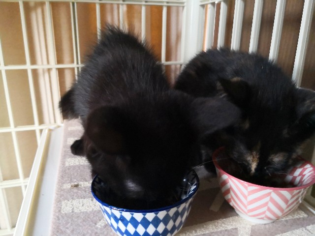 f:id:hiraryo0201:20190703201254j:image