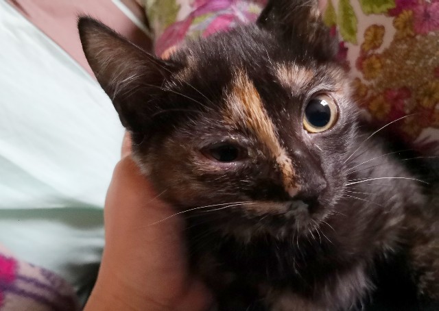 f:id:hiraryo0201:20190703201325j:image