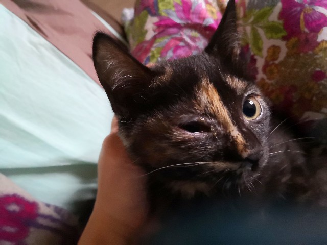 f:id:hiraryo0201:20190703201338j:image