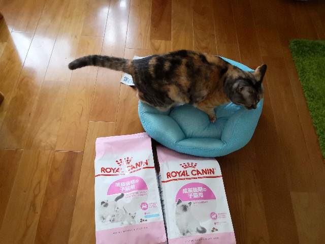 f:id:hiraryo0201:20190703201711j:plain