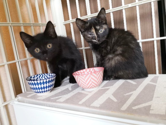 f:id:hiraryo0201:20190703201844j:image