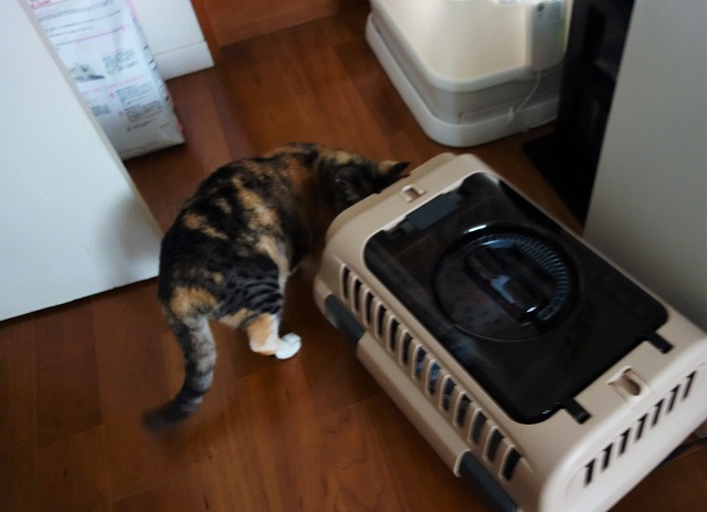 f:id:hiraryo0201:20190703215957j:plain