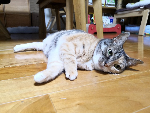 f:id:hiraryo0201:20190703225247j:image