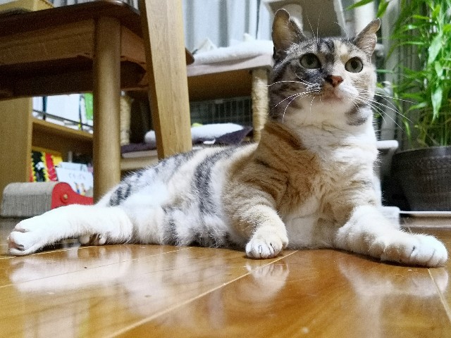 f:id:hiraryo0201:20190703225307j:image