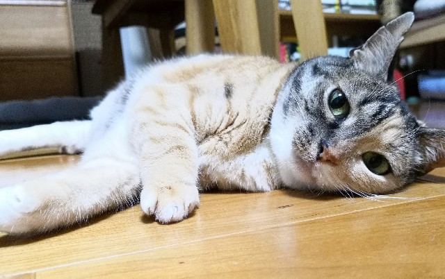 f:id:hiraryo0201:20190703225322j:image