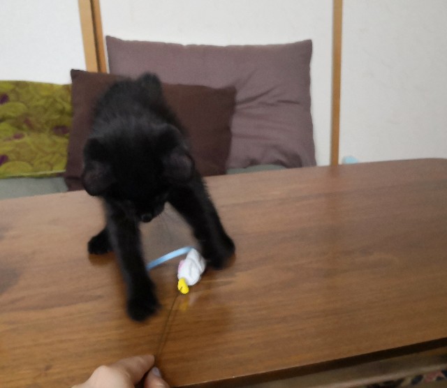 f:id:hiraryo0201:20190706123448j:plain
