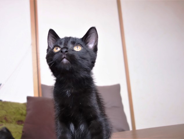 f:id:hiraryo0201:20190706234904j:plain