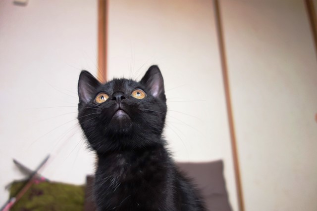 f:id:hiraryo0201:20190706234918j:plain