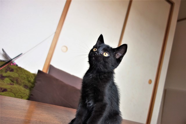 f:id:hiraryo0201:20190706234928j:plain